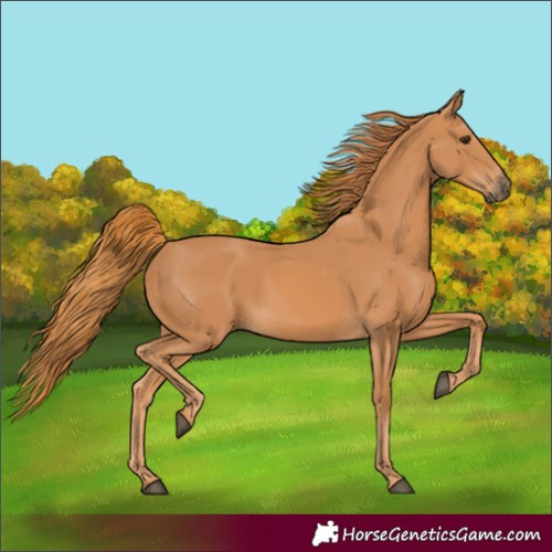 Horse Color:Chestnut Rabicano 