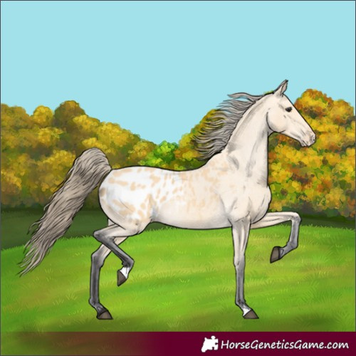 Horse Color:Buckskin Appaloosa 