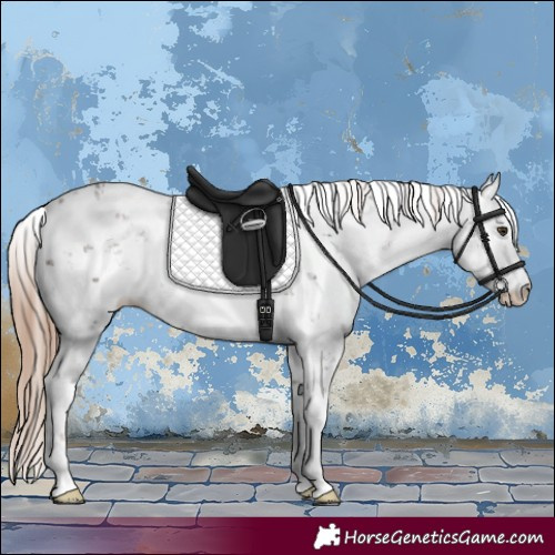 Horse Color:Liver Chestnut Sabino 