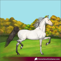 Horse Color:Buckskin Roan Dun Tobiano