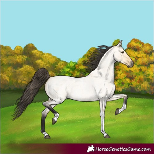 Horse Color:Buckskin Roan Dun Tobiano 