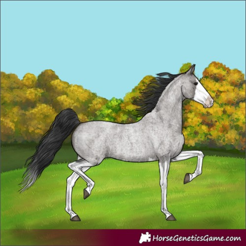 Horse Color:Grullo Roan Splash 