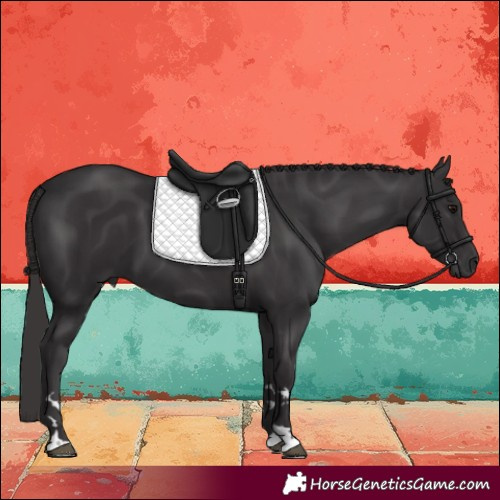Horse Color:Smoky Black 