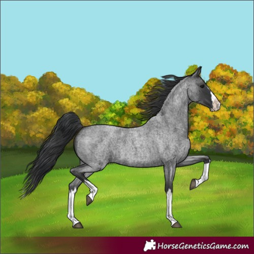 Horse Color:Blue Roan Splash 