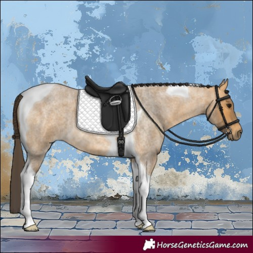 Horse Color:Buckskin Roan Tobiano 