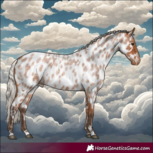 Horse Color:Silver Bay Roan Appaloosa 