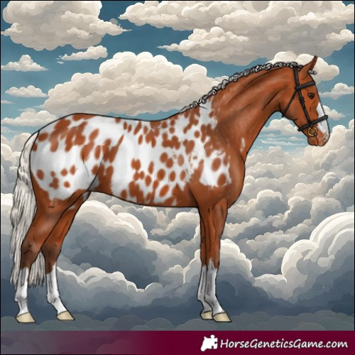 Horse Color:Silver Bay Appaloosa 