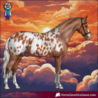 Horse Color:Silver Bay Appaloosa