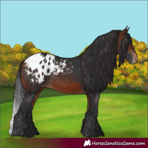 Horse Color:Bay Appaloosa 