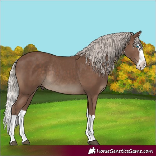 Horse Color:Silver Black Splash Rabicano 