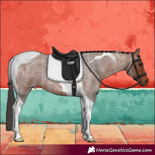 Horse Color:Bay Roan Tobiano 