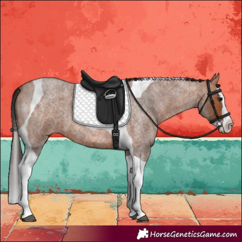 Horse Color:Bay Roan Splash Tobiano 