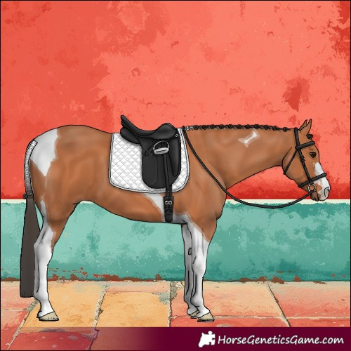Horse Color:Bay Tobiano 