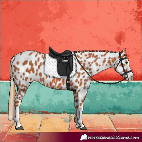Horse Color:Chestnut Splash Leopard 