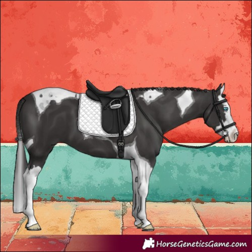 Horse Color:Smoky Black Splash Tobiano 