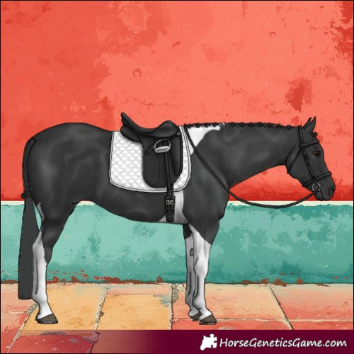 Horse Color:Black Tobiano 