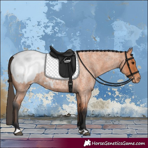 Horse Color:Bay Roan Appaloosa 