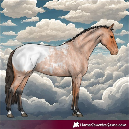 Horse Color:Bay Roan Appaloosa 