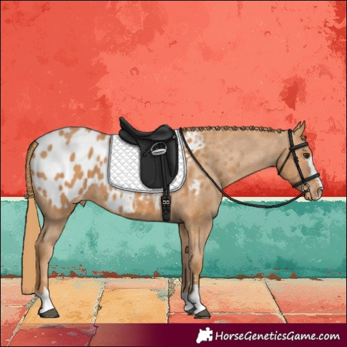 Horse Color:Chestnut Near Leopard 