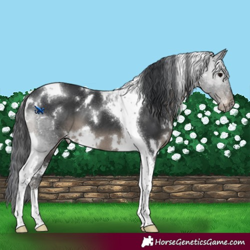Horse Color:White Spotted Black Tobiano Appaloosa 