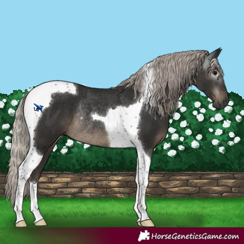 Horse Color:Gray Silver Black Tobiano Rabicano 