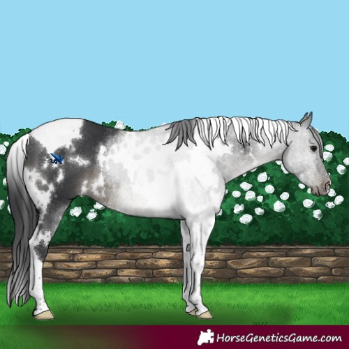 Horse Color:White Spotted Black Tobiano Rabicano 