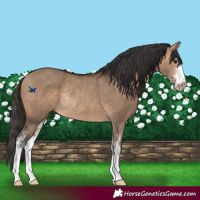 Horse Color:Bay Dun Sabino Rabicano 