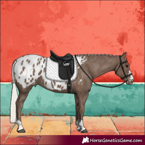 Horse Color:Silver Black Near Leopard 