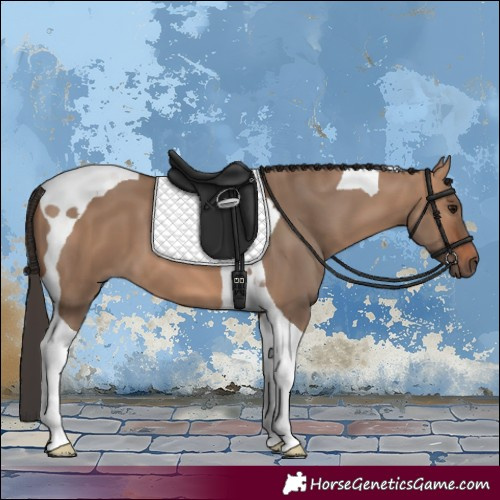 Horse Color:Bay Dun Tobiano 