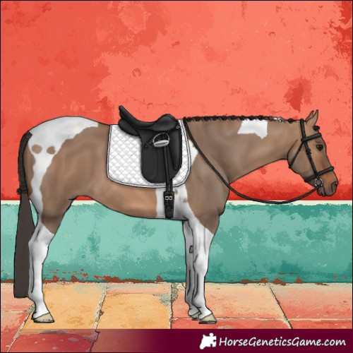 Horse Color:Bay Dun Tobiano 