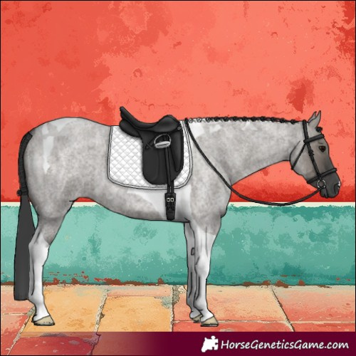 Horse Color:Grullo Roan Tobiano 