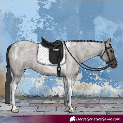 Horse Color:Grullo Roan Tobiano 