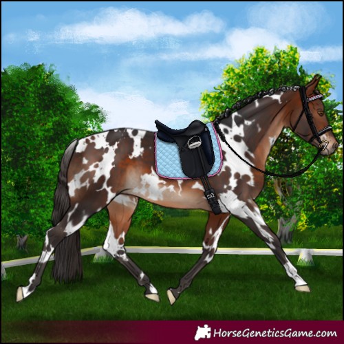 Horse Color:White Spotted Bay 