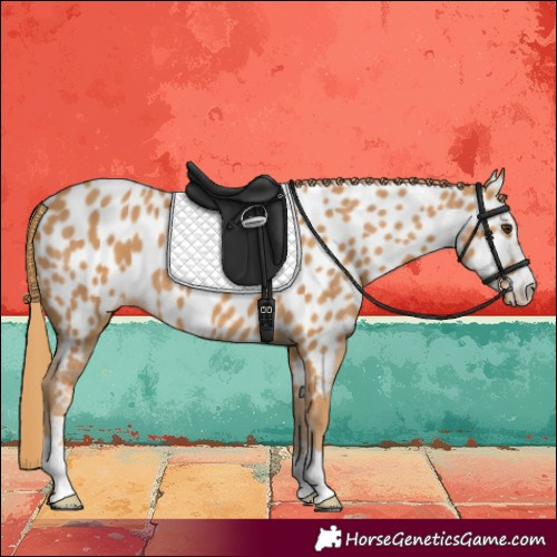 Horse Color:Chestnut Near Leopard 