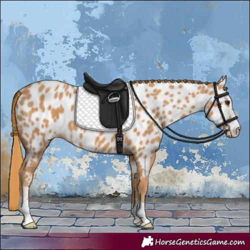 Horse Color:Chestnut Appaloosa 