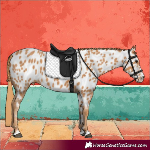 Horse Color:Chestnut Near Leopard 