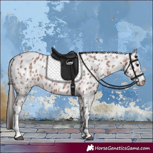 Horse Color:Bay Ice Tobiano Appaloosa