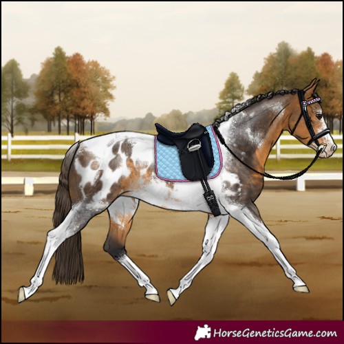 Horse Color:Buckskin Tobiano Frame Appaloosa Rabicano