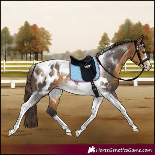 Horse Color:Buckskin Tobiano Frame Appaloosa Rabicano 