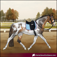 Horse Color:Buckskin Tobiano Frame Appaloosa Rabicano 