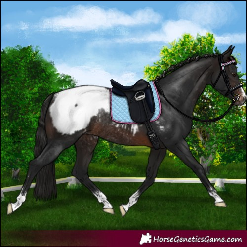 Horse Color:Gray Brown Appaloosa Rabicano