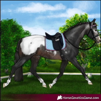 Horse Color:Gray Brown Appaloosa Rabicano