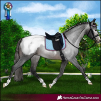 Horse Color:Gray Brown Appaloosa Rabicano
