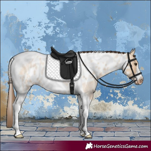 Horse Color:Bay Roan Dun Tobiano Frame Skewed Appaloosa