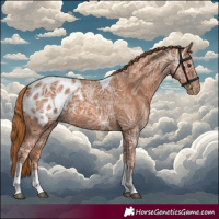 Horse Color:Chestnut Ice Tobiano Appaloosa 