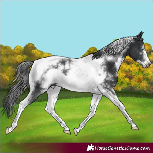 Horse Color:White Spotted Black Tobiano Frame 