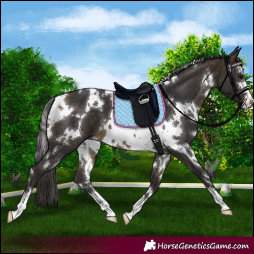 Horse Color:White Spotted Buckskin 