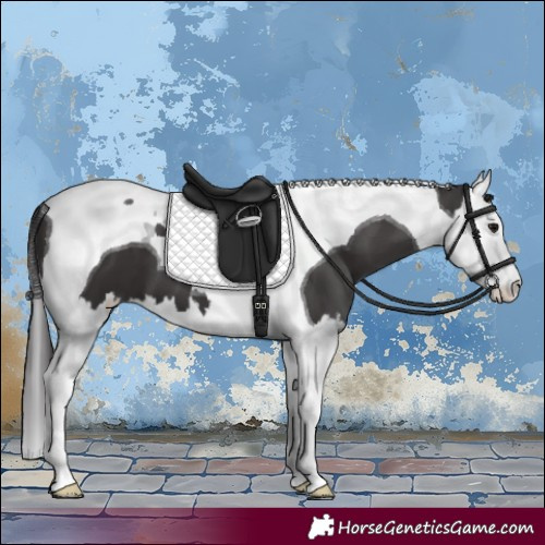 Horse Color:Smoky Black Splash Tobiano 