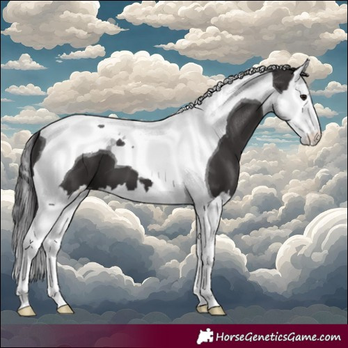 Horse Color:Smoky Black Splash Tobiano