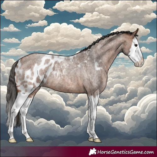 Horse Color:Bay Roan Splash Skewed Appaloosa